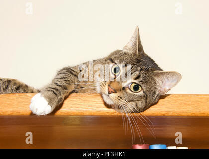 Junge tabby Katze Grau und Hellbraun mit weißen Pfoten Festlegung auf ein Bücherregal mit Blick auf die Zuschauer. Kopieren Sie Platz. Stockfoto