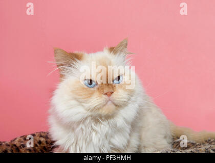 Nahaufnahme, Porträt einer cremefarbenen Peke-face-Persischen, der hat eine extrem flache Seite. Sieht aus wie ein Mürrischer Katze. Rosa Hintergrund Stockfoto