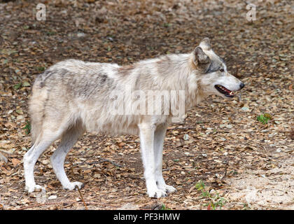 Junge Erwachsene Wolf stehend auf braune trockene Blätter, die Zuschauer zu. Profil ansehen. Stockfoto