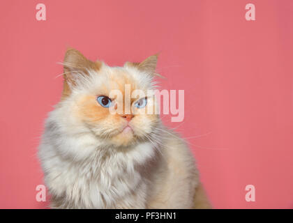 Nahaufnahme, Porträt einer cremefarbenen Peke-face-Persischen, der hat eine extrem flache Seite. Sieht aus wie ein Mürrischer Katze. Rosa Hintergrund Stockfoto