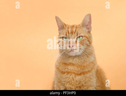 Porträt einer Orange tabby Ginger cat auf orangem Hintergrund. Auf der Suche nach Projektoren mit schweren beobachten Ausdruck. Kopieren Sie Platz. Stockfoto