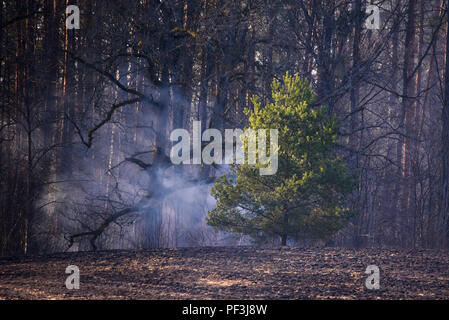 Raucht über Feld aus Wald Seite nach kleinen Brand. Stockfoto