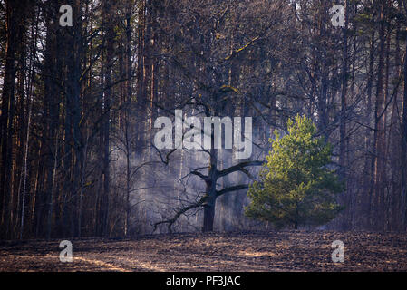 Raucht über Feld aus Wald Seite nach kleinen Brand. Stockfoto