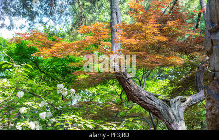 Yangzhou, Jiangsu, China. Rote Ahornblätter in der Ge-Gärten. Stockfoto