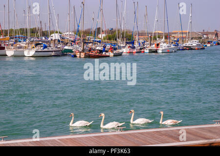 Boote und Höckerschwäne (Cygnus olor) Baden am Fluss Arun Mündung in Littlehampton, West Sussex, South Coast England an einem sonnigen Frühlingstag Stockfoto