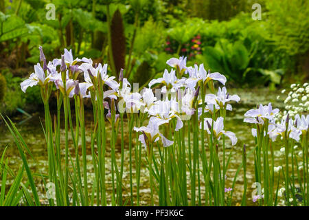 Nahaufnahme von Wasser liebender Blass lila-blau Frühjahr bis Mitte Sommer blühende Iris missouriensis Western Blaue Flagge an der RHS Gärten, Wisley, Surrey Stockfoto