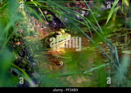 Amerikanische Ochsenfrosch (Lithobates catesbeianus) - Indian Point Trail - der Garten der Götter, Shawnee National Forest, Illinois, USA Stockfoto