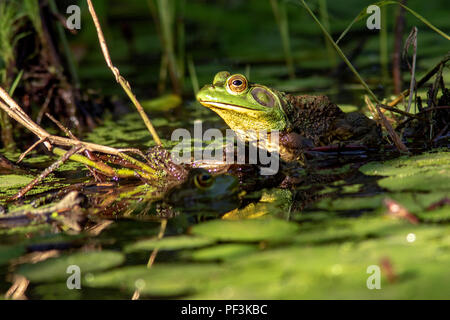 Amerikanische Ochsenfrosch (Lithobates catesbeianus) - Indian Point Trail - der Garten der Götter, Shawnee National Forest, Illinois, USA Stockfoto