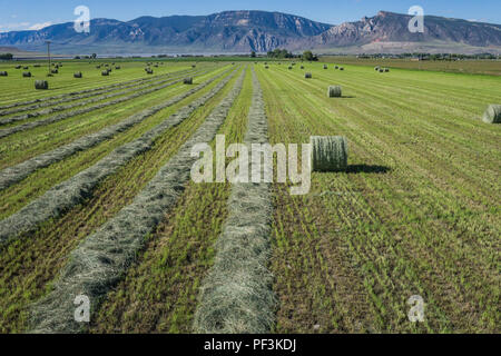 Grüne Heu Feld in der Western Plains von Wyoming, auf dem geerntet wird. Stockfoto