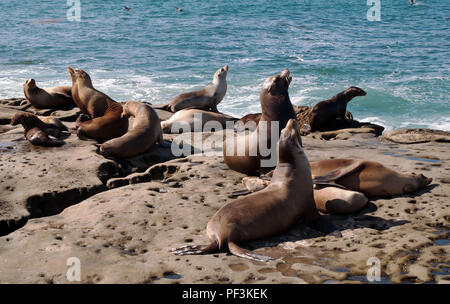 Eine Gruppe von Kalifornischen Seelöwen sich Sonnen auf den Felsen in der La Jolla Cove in La Jolla, Kalifornien, USA im Sommer Stockfoto