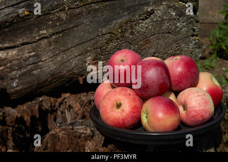 Frische Ernte der roten Äpfel auf einer schwarzen Platte, die im Hintergrund von einem alten Baumstumpf. Natur Obst Konzept Stockfoto