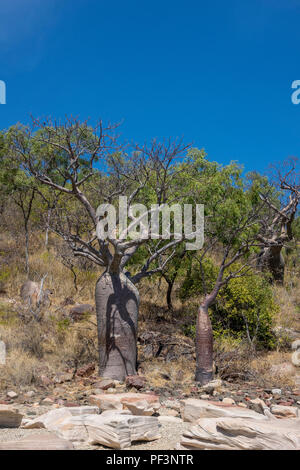 Boab Bäume am Floß Bay, Kimberley Küste, Western Australia Stockfoto