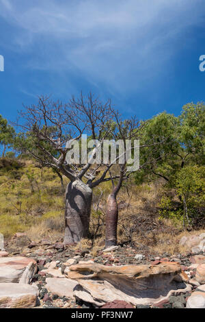 Boab Bäume am Floß Bay, Kimberley Küste, Western Australia Stockfoto