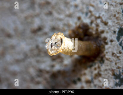 Die winzig kleinen stachellosen Biene ist häufig und weit verbreitet. Oft als 'Sweat Bienen in trockenen Gebiet, in dem sie Tiere werden in der Suche her preciou gestört bezeichnet Stockfoto