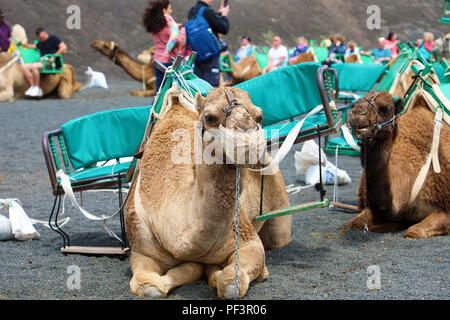 Kamele mit Schnauze ruhen und warten auf Touristen für Kamelreiten in der Wüste von Timanfaya Park, Lanzarote, Spanien zu gelangen Stockfoto