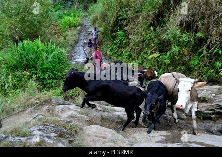 Kühe melken in LA ZUNGA - Ecuador Grenze - San Ignacio - Departement Cajamarca PERU Stockfoto