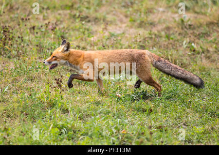 Natürliche Red Fox (Vulpes vulpes) Wandern im grünen Gras Stockfoto