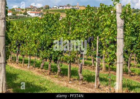 Weinberge mit Reihen von Rebe in Gorska Brda, Slowenien Stockfoto