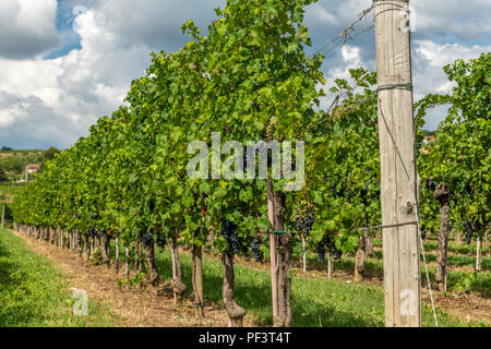 Weinberge mit Reihen von Rebe in Gorska Brda, Slowenien Stockfoto