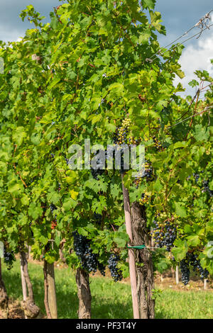 Weinberge mit Reihen von Rebe in Gorska Brda, Slowenien Stockfoto