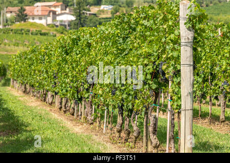 Weinberge mit Reihen von Rebe in Gorska Brda, Slowenien Stockfoto