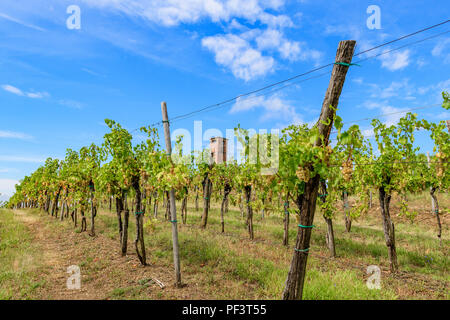 Weinberge mit Reihen von Rebe in Gorska Brda, Slowenien, alte Military Watch Tower im Hintergrund Stockfoto