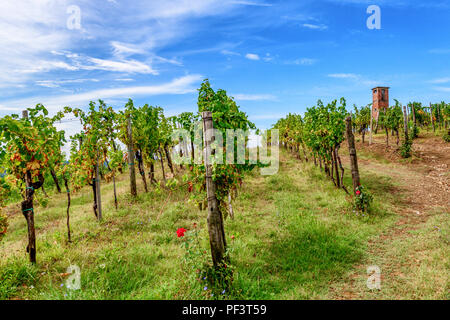 Weinberge mit Reihen von Rebe in Gorska Brda, Slowenien, alte Military Watch Tower im Hintergrund Stockfoto