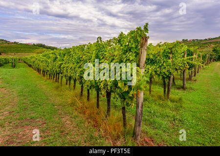 Weinberge mit Reihen von Rebe in Gorska Brda, Slowenien Stockfoto