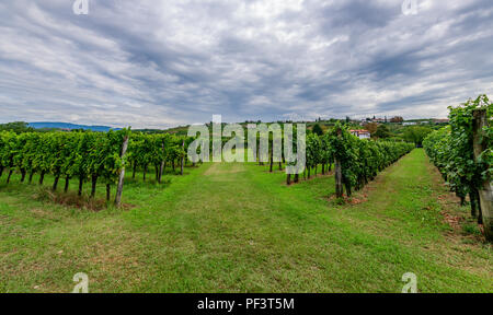 Weinberge mit Reihen von Rebe in Gorska Brda, Slowenien Stockfoto