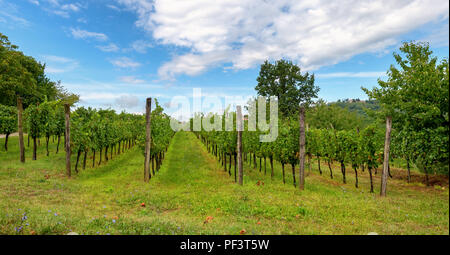 Weinberge mit Reihen von Rebe in Gorska Brda, Slowenien Stockfoto