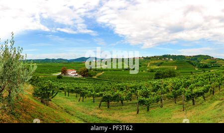 Weinberge mit Reihen von Rebe in Gorska Brda, Slowenien Stockfoto