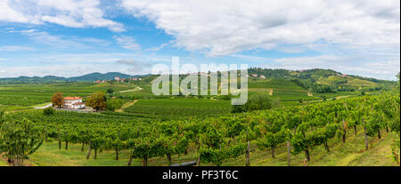 Weinberge mit Reihen von Rebe in Gorska Brda, Slowenien Stockfoto