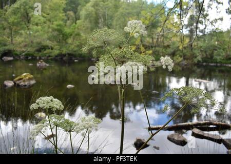 Fluss an rogie Falls, A835, Strathpeffer, Schottland Stockfoto