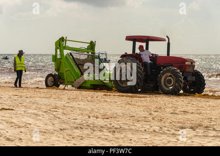 Tulum, Mexiko - 12. August 2018: Die Arbeiter sind entfernen Sargassum Algen von der Strand von Playa Paraiso mit einem Friseur Surfen Rake Beach Cleaner. Stockfoto
