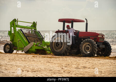 Tulum, Mexiko - 12. August 2018: Die Arbeiter sind entfernen Sargassum Algen von der Strand von Playa Paraiso mit einem Friseur Surfen Rake Beach Cleaner. Stockfoto