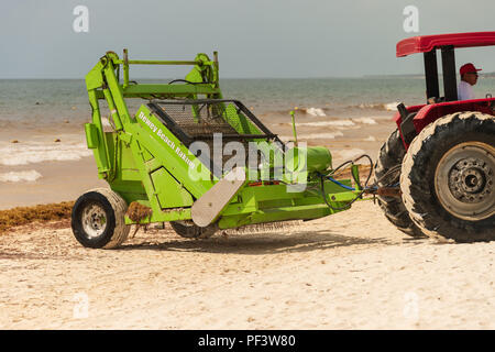 Tulum, Mexiko - 12. August 2018: Die Arbeiter sind entfernen Sargassum Algen von der Strand von Playa Paraiso mit einem Friseur Surfen Rake Beach Cleaner. Stockfoto