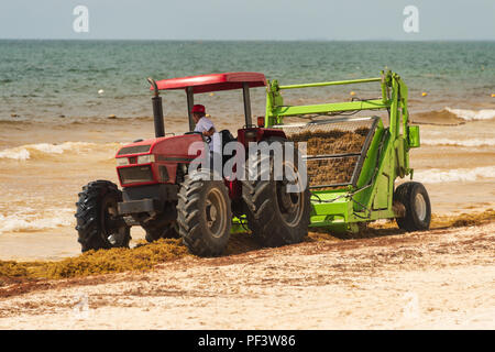 Tulum, Mexiko - 12. August 2018: Die Arbeiter sind entfernen Sargassum Algen von der Strand von Playa Paraiso mit einem Friseur Surfen Rake Beach Cleaner. Stockfoto