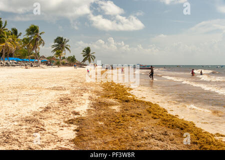 Tulum, Mexiko - 12. August 2018: patches von sargassum Algen am Strand Playa Santa Fe. Stockfoto