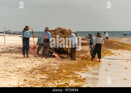 Tulum, Mexiko - 12. August 2018: Die Arbeiter sind laden Sargassum Algen in einen Lkw an der Playa Paraiso. Stockfoto