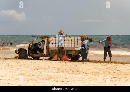 Tulum, Mexiko - 12. August 2018: Die Arbeiter sind laden Sargassum Algen in einen Lkw an der Playa Paraiso. Stockfoto