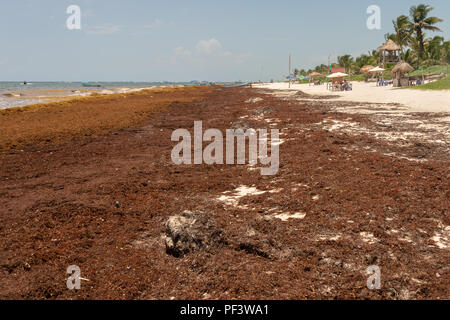 Tulum, Mexiko - 12. August 2018: patches von sargassum Algen am Strand von Tulum. Stockfoto
