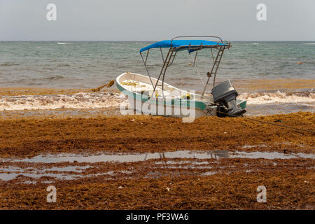 Tulum, Mexiko - 12. August 2018: Boot umgeben von sargassum Algen am Strand von Tulum. Stockfoto