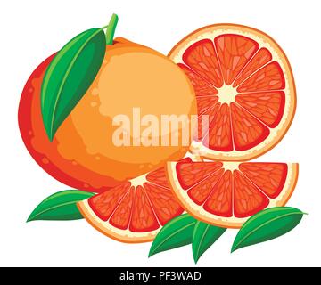 Grapefruit Abbildung. Citrus mit grünen Blättern und Scheiben von Grapefruit. Vector Illustration im flachen Stil. Dekorative Poster, Emblem natürliche Produ Stock Vektor