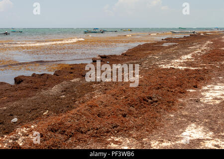 Tulum, Mexiko - 12. August 2018: patches von sargassum Algen am Strand von Tulum. Stockfoto