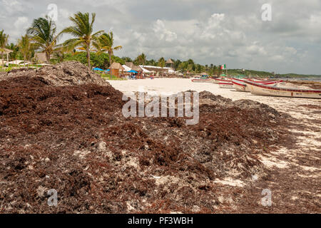 Tulum, Mexiko - 12. August 2018: Damm der Sargassum Algen am Strand von Tulum. Stockfoto