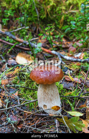 Steinpilze Pilze im Wald Stockfoto