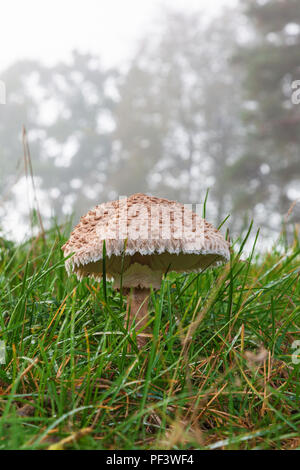 Sonnenschirm Pilzzucht im Gras auf einer Wiese Stockfoto