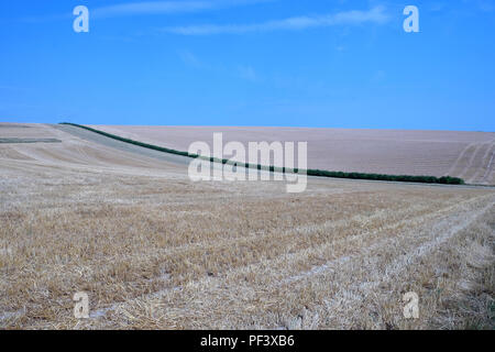 Eine lange grüne dünne Hedge Schnitte durch die Mitte der beiden gepflügte Felder ein Feld ist Braun und der andere ist glücklich mit klaren blauen Himmel an der Spitze dieser Stockfoto