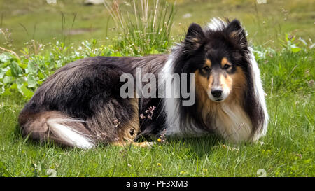 Schottische (oder Scotch, Rau) Collie Stockfoto