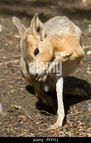 Patagonian Mara in Longleat Safari Park Stockfoto